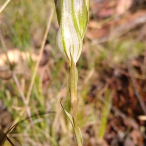 Diplodium reflexum at Gundaroo, NSW - 10 Feb 2022