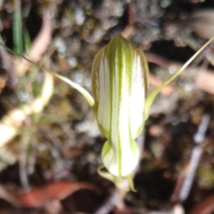 Diplodium reflexum at Gundaroo, NSW - 10 Feb 2022