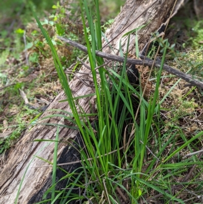 Poa helmsii (Broad-leaved Snow Grass) at Paddys River, ACT - 2 Nov 2021 by mainsprite