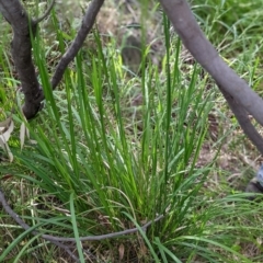 Poa helmsii at Paddys River, ACT - 2 Nov 2021