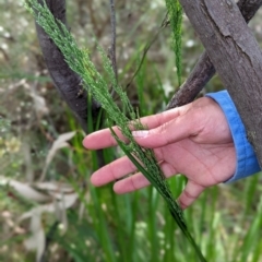 Poa helmsii at Paddys River, ACT - 2 Nov 2021