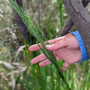 Poa helmsii at Paddys River, ACT - 2 Nov 2021