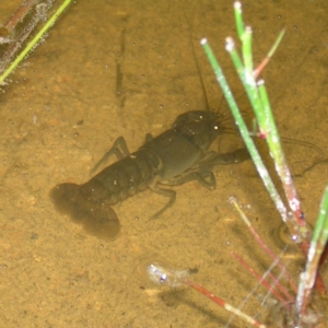 Cherax destructor at Fisher, ACT - 9 Feb 2022