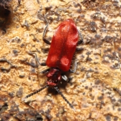 Lemodes coccinea (Scarlet ant beetle) at Tidbinbilla Nature Reserve - 8 Feb 2022 by TimL