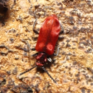 Lemodes coccinea at Paddys River, ACT - 8 Feb 2022