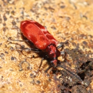 Lemodes coccinea at Paddys River, ACT - 8 Feb 2022