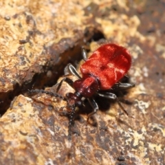 Lemodes coccinea at Paddys River, ACT - 8 Feb 2022