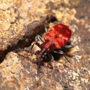 Lemodes coccinea at Paddys River, ACT - 8 Feb 2022