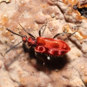 Lemodes coccinea at Paddys River, ACT - 8 Feb 2022