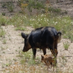 Sus scrofa (Feral Pig) at Googong, NSW - 10 Feb 2022 by SteveBorkowskis