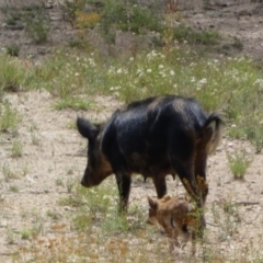 Sus scrofa (Pig (feral)) at Googong, NSW - 10 Feb 2022 by SteveBorkowskis