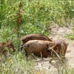 Sus scrofa at Googong, NSW - 10 Feb 2022