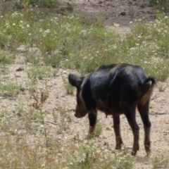 Sus scrofa at Googong, NSW - 10 Feb 2022