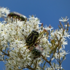 Eupoecila australasiae (Fiddler Beetle) at Googong Foreshore - 10 Feb 2022 by Steve_Bok