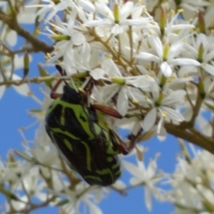 Eupoecila australasiae at Googong, NSW - 10 Feb 2022 11:05 AM