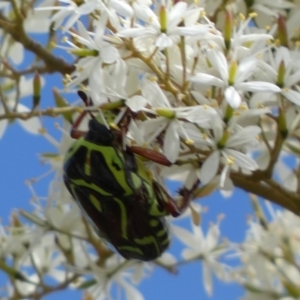 Eupoecila australasiae at Googong, NSW - 10 Feb 2022 11:05 AM