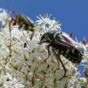 Eupoecila australasiae at Googong, NSW - 10 Feb 2022