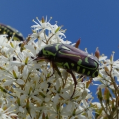 Eupoecila australasiae at Googong, NSW - 10 Feb 2022 11:05 AM