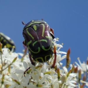 Eupoecila australasiae at Googong, NSW - 10 Feb 2022 11:05 AM