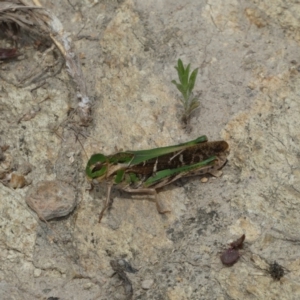 Gastrimargus musicus at Googong, NSW - 10 Feb 2022 10:56 AM