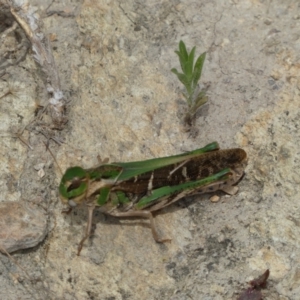 Gastrimargus musicus at Googong, NSW - 10 Feb 2022 10:56 AM