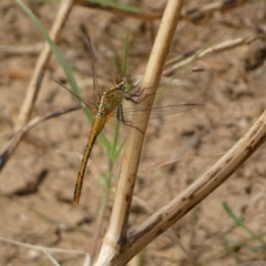 Diplacodes bipunctata (Wandering Percher) at QPRC LGA - 10 Feb 2022 by SteveBorkowskis