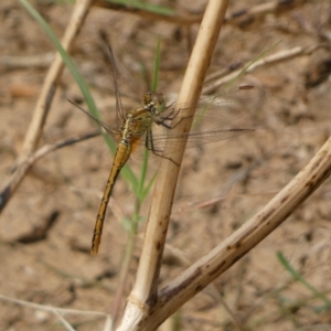 Diplacodes bipunctata at QPRC LGA - 10 Feb 2022