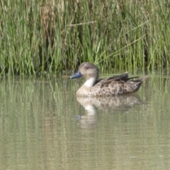 Anas gracilis (Grey Teal) at Googong, NSW - 10 Feb 2022 by SteveBorkowskis