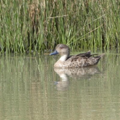 Anas gracilis (Grey Teal) at Googong, NSW - 10 Feb 2022 by SteveBorkowskis