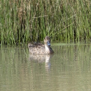 Anas gracilis at Googong, NSW - 10 Feb 2022 12:00 PM