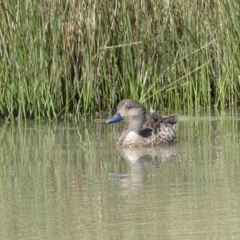 Anas gracilis at Googong, NSW - 10 Feb 2022