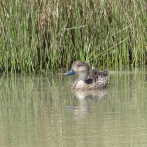 Anas gracilis at Googong, NSW - 10 Feb 2022