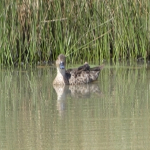 Anas gracilis at Googong, NSW - 10 Feb 2022 12:00 PM