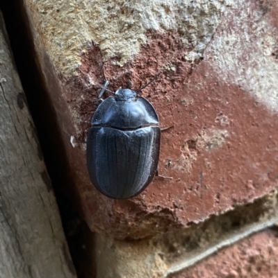 Pterohelaeus piceus (Pie-dish beetle) at O'Connor, ACT - 24 Jan 2022 by NedJohnston