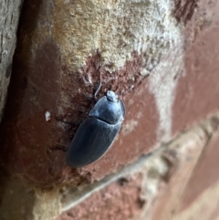 Pterohelaeus piceus at O'Connor, ACT - suppressed