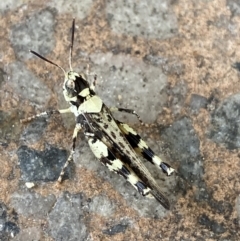 Urnisa sp. (genus) (A short horned grasshopper) at Cooma, NSW - 24 Jan 2022 by Ned_Johnston