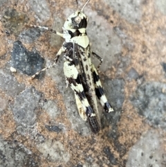 Urnisa sp. (genus) at Cooma, NSW - 24 Jan 2022