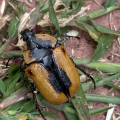 Chondropyga dorsalis (Cowboy beetle) at O'Connor, ACT - 5 Feb 2022 by NedJohnston