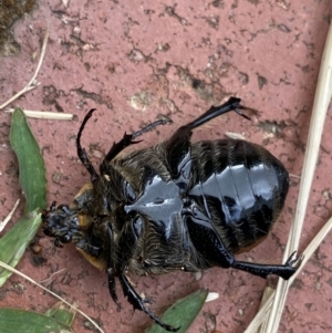 Chondropyga dorsalis at O'Connor, ACT - 5 Feb 2022