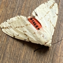 Ardices canescens (Dark-spotted Tiger Moth) at O'Connor, ACT - 10 Feb 2022 by Ned_Johnston