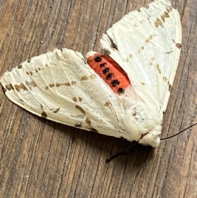 Ardices canescens (Dark-spotted Tiger Moth) at O'Connor, ACT - 10 Feb 2022 by NedJohnston