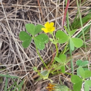 Oxalis sp. at Griffith, ACT - 10 Feb 2022