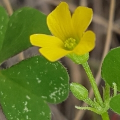 Oxalis sp. at Griffith, ACT - 10 Feb 2022 03:27 PM