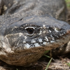 Varanus rosenbergi (Heath or Rosenberg's Monitor) at Namadgi National Park - 10 Feb 2022 by rawshorty