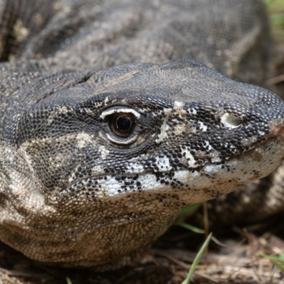 Varanus rosenbergi (Heath or Rosenberg's Monitor) at Booth, ACT - 10 Feb 2022 by rawshorty