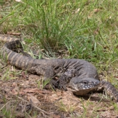 Varanus rosenbergi at Booth, ACT - 10 Feb 2022