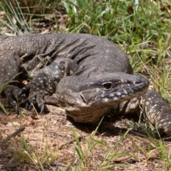 Varanus rosenbergi at Booth, ACT - 10 Feb 2022