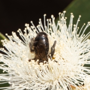 Paracolletes crassipes at Belconnen, ACT - 10 Feb 2022 11:04 AM