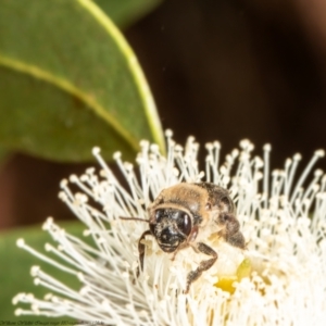 Paracolletes crassipes at Belconnen, ACT - 10 Feb 2022 11:04 AM