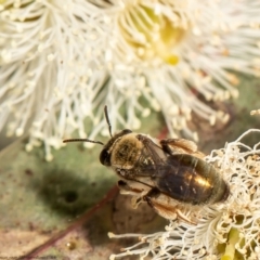 Leioproctus sp. (genus) (Plaster bee) at Red Hill Nature Reserve - 10 Feb 2022 by Roger